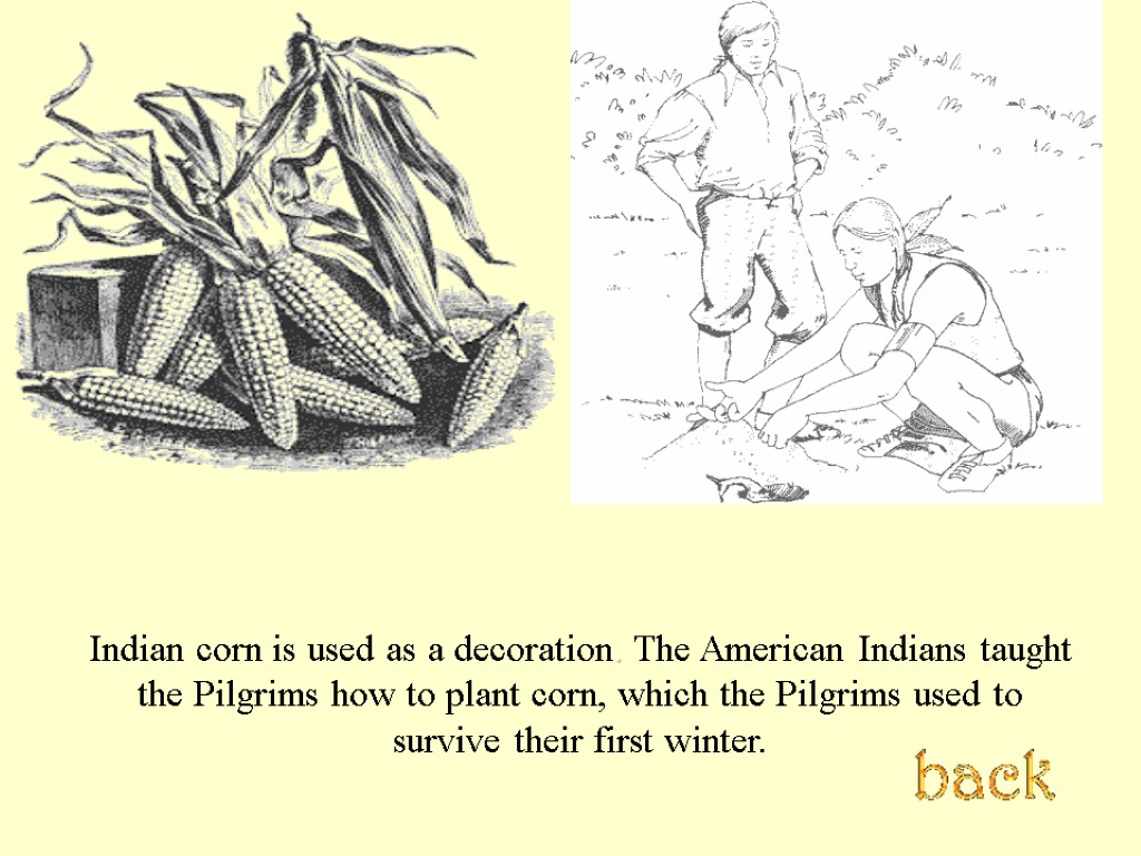 Indian corn is used as a decoration. The American Indians taught the Pilgrims how